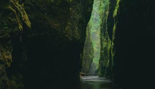 Amazon rainforest