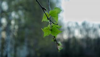 leaves